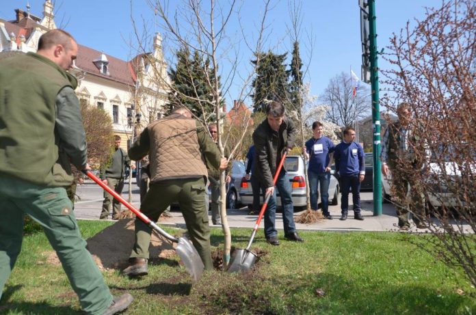 plantari de primavara